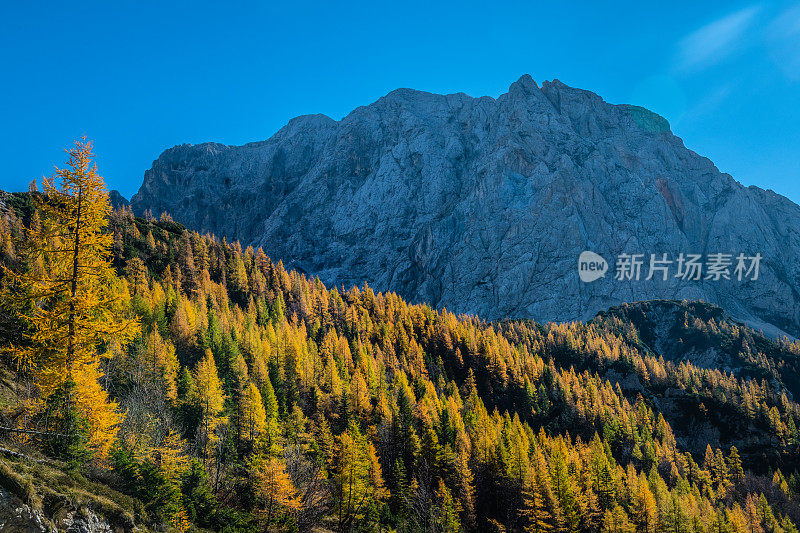 秋天的森林和山脉，Prisojnik, Vršič， Gorenjska，朱利安阿尔卑斯山，斯洛文尼亚，欧洲